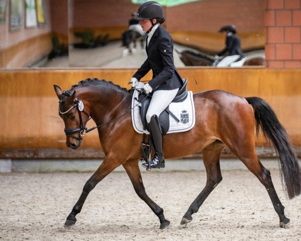 broodmare Gina Royale (German Riding Pony, 2019, from Grand Royale)