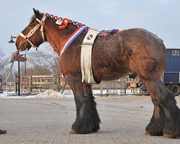 stallion Udo van de Zaaidijk (Brabant/Belgian draft horse, 2009, from Iwan van Aardenhof)