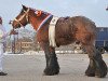 stallion Udo van de Zaaidijk (Brabant/Belgian draft horse, 2009, from Iwan van Aardenhof)