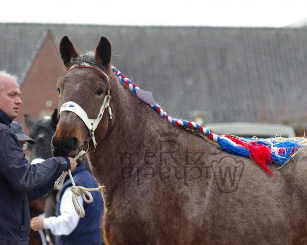 Zuchtstute Vera van de Hoek (Brabanter/Belgisches Kaltblut, 2013, von Udo van de Zaaidijk)