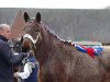 broodmare Vera van de Hoek (Brabant/Belgian draft horse, 2013, from Udo van de Zaaidijk)