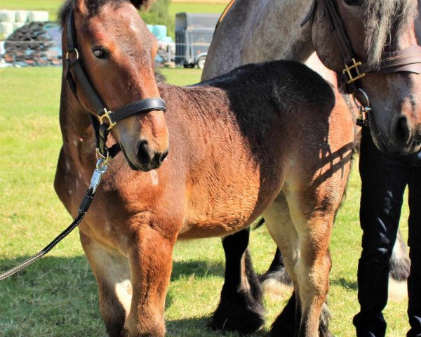 horse Hera (Rhenish-German Cold-Blood, 2023, from Harry)