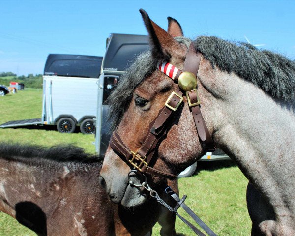 broodmare Sanne van de Hoek (Brabant/Belgian draft horse, 2019, from Siem van de Dekkershoef)