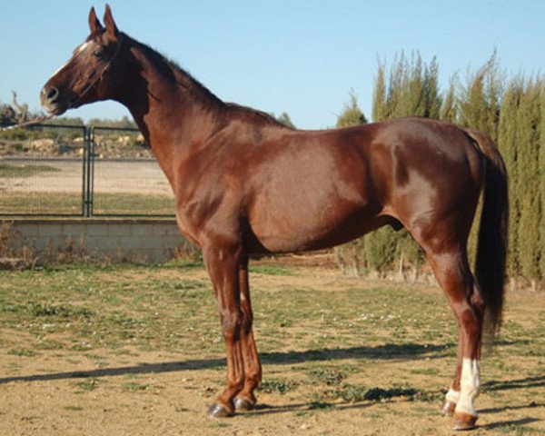 stallion Griot de Mara AA (Anglo-Arabs, 1994, from Iago C AA)