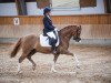 dressage horse Diamonds of Fire MW (German Riding Pony, 2018, from Diamond Touch NRW)