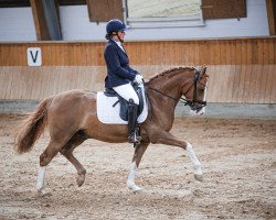 dressage horse Diamonds of Fire MW (German Riding Pony, 2018, from Diamond Touch NRW)