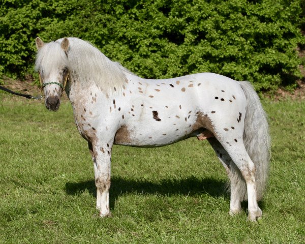 Deckhengst Mister Hotspot van de Beekseweg (Nederlands Appaloosa Pony, 2016, von Clever Red Spot van de Immetjeshoeve)