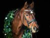 broodmare Florentine (Westphalian, 2000, from Fidermark)