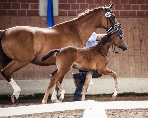 dressage horse Dejavu Fine (Westphalian, 2023, from Diamantenglanz)