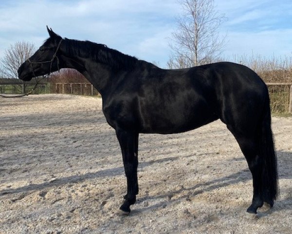 broodmare Active Components Rosa Lee (German Sport Horse, 2018, from Bon Coeur)