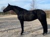 broodmare Active Components Rosa Lee (German Sport Horse, 2018, from Bon Coeur)