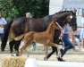 dressage horse Faxe Red Eric H (Westphalian, 2023, from Felissimo 4)