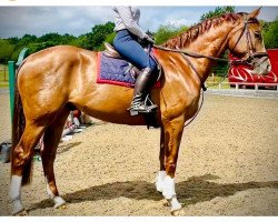 Springpferd Je'taime tango (Irish Sport Horse, 2018, von J'taime flamenco)