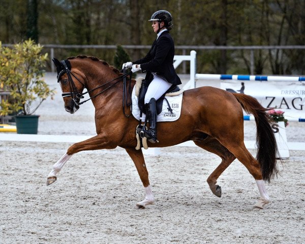 dressage horse Qaramell (Hanoverian, 2012, from Quasar de Charry)