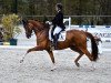 dressage horse Qaramell (Hanoverian, 2012, from Quasar de Charry)