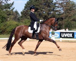 dressage horse Dicaprio Swing (Swedish Warmblood, 2008, from Jazz)