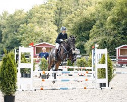 dressage horse Der Pepino (German Riding Pony, 2018, from Dance Star AT)