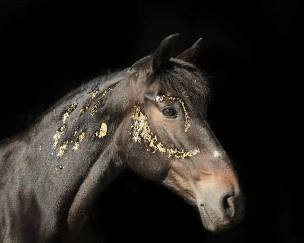 dressage horse Gitana (unknown, 2009)