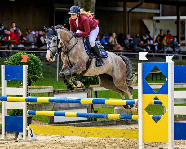 jumper Nicky Ddh (Dutch Warmblood, 2018, from Casalido)