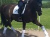 dressage horse Big Magic Boy (Oldenburg, 2012, from Blue Hors Bentley)