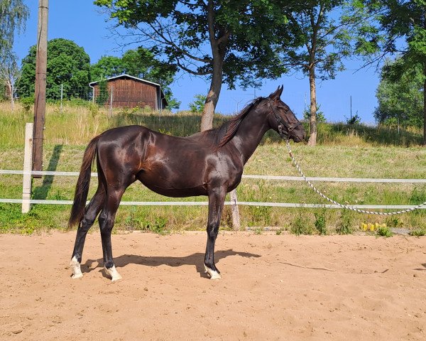 Dressurpferd Ferrero (Deutsches Sportpferd, 2022, von Fair Deal)