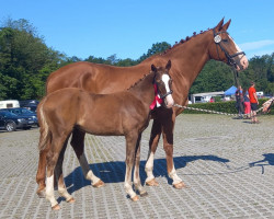 dressage horse Quality Girl (German Sport Horse, 2023, from Ellis NRW)