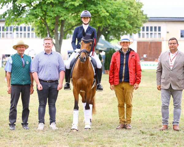 dressage horse Klein aber Fein (German Riding Pony, 2019, from New Classico)