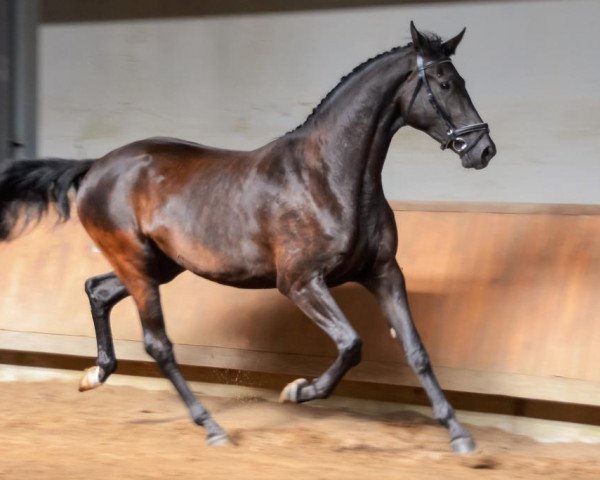 Zuchtstute Black Pearl (Deutsches Sportpferd, 2020, von Bernay)