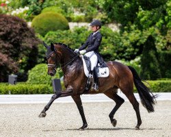 dressage horse Fürstin Bea (Oldenburg, 2014, from Fürstenball)