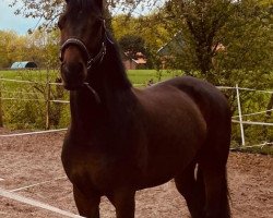 dressage horse Freudenfest 4 (Westphalian, 2014)