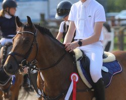 Springpferd Great Günther (KWPN (Niederländisches Warmblut), 2016, von Global Express)