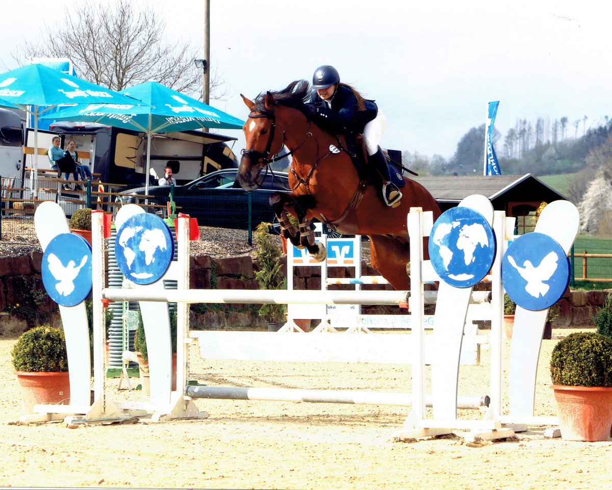 jumper Verdinand N (Oldenburg show jumper, 2016, from Verdi)