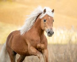 stallion Bergkristall (Edelbluthaflinger, 2008, from Biusto)