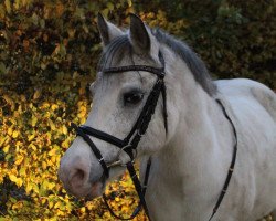 dressage horse Peppels (Welsh-Pony (Section B), 1997, from Pisco)