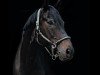 dressage horse Rock Chocolate (Rhinelander, 2012, from Rock Forever NRW)