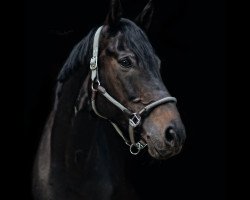 Dressurpferd Rock Chocolate (Rheinländer, 2012, von Rock Forever NRW)