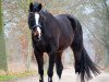 dressage horse Chrisantos (Oldenburg, 2011, from Christ)