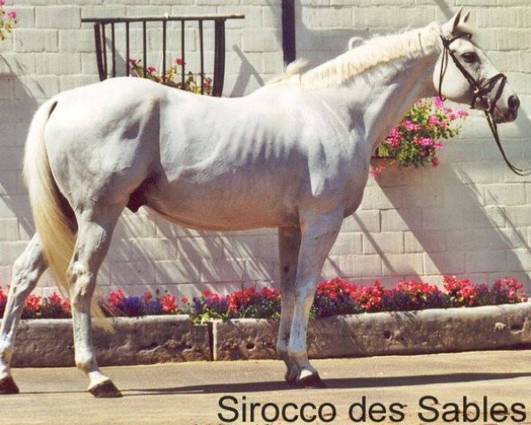 Deckhengst Sirocco des Sables AA (Anglo-Araber, 1984, von Campoamor I AA)