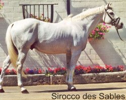 stallion Sirocco des Sables AA (Anglo-Arabs, 1984, from Campoamor I AA)