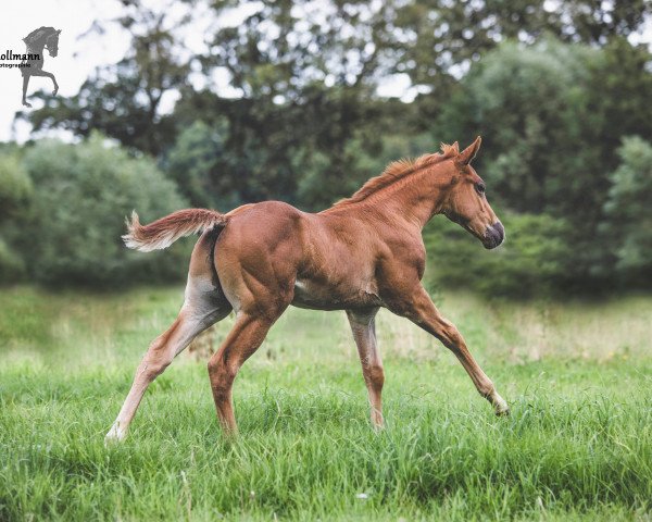 Pferd Dr Reed Richards (Quarter Horse, 2023)