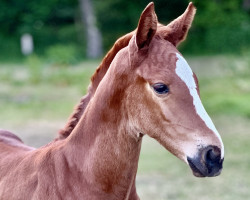 Springpferd Stute von Colman / Udarco van Overis (Holsteiner, 2023, von Colman)