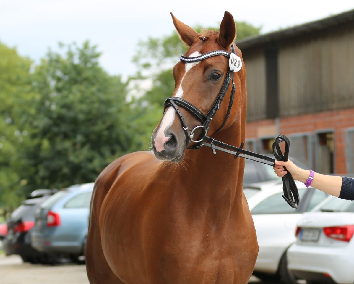broodmare Bella Delphina (Westphalian, 2012, from Belissimo NRW)