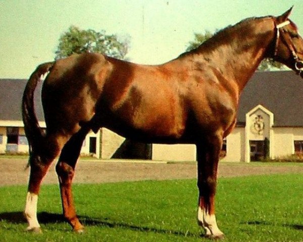 stallion Sabre (Selle Français, 1984, from Matador du Bois)