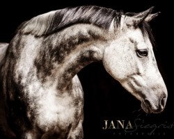 dressage horse Mama Leone 2 (Württemberger, 2013, from Monsum)