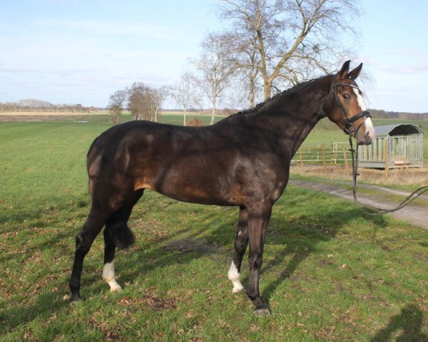 broodmare Freaky Calmia (Hanoverian, 2019, from For Pleasure)