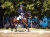 dressage horse Donna Dalea (KWPN (Royal Dutch Sporthorse), 2010, from Lord Leatherdale)