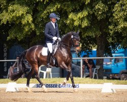 dressage horse Donna Dalea (KWPN (Royal Dutch Sporthorse), 2010, from Lord Leatherdale)