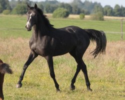 Springpferd Charina Blue (Hannoveraner, 2020, von Charthago Blue OLD)