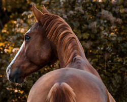 horse Bédat Rouge (Trakehner, 2006, from Peron junior)