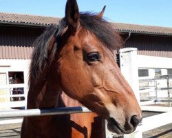 broodmare Nurana v. Moonlight (Freiberger, 2009, from Nautilus II CH)